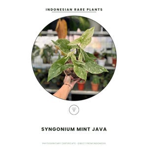 Syngonium Mint Java | Seltene lebende Syngonium-Pflanze | Import aus Indonesien mit Pflanzengesundheitszeugnis