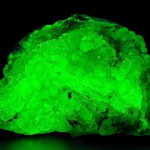 May include: A raw mineral specimen exhibiting intense neon green fluorescence against a solid black background. The surface of the stone features a bumpy, botryoidal texture with translucent crystalline structures that glow brightly under UV light.