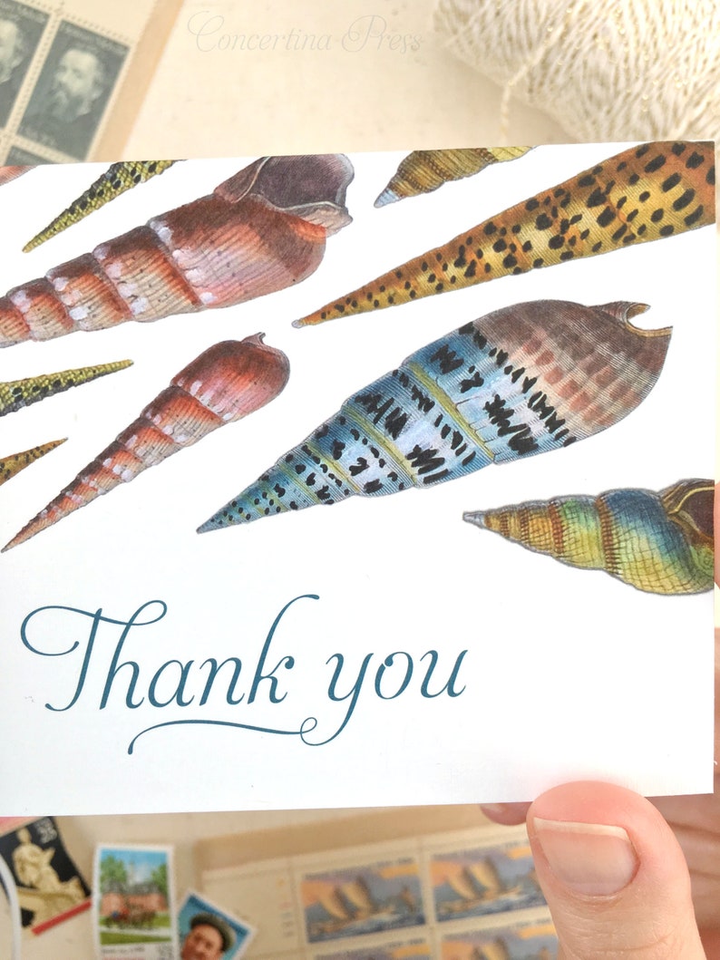 Seashell Thank You Cards Set of 10 with Envelopes Seashell Gift Shell Card image 4