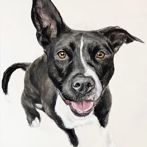 May include: A watercolor painting of a black and white dog with one upright ear and one folded ear. The dog has amber eyes, a white stripe on its forehead, a white chest, and white paws. The mouth is open in a smile. The artist signature Shannon Steele is visible.