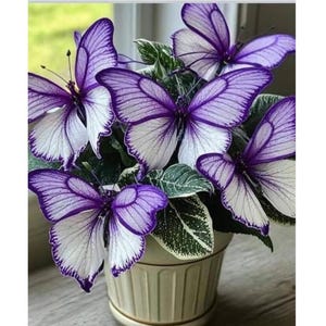Semillas de flor de mariposa morada, rara planta de fantasía, para jardín ornamental de interior y exterior.