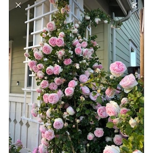 Eden Kletterrose - romantische Pfingstrose mit schalenförmigen Blüten. Hohe Blütenblattanzahl