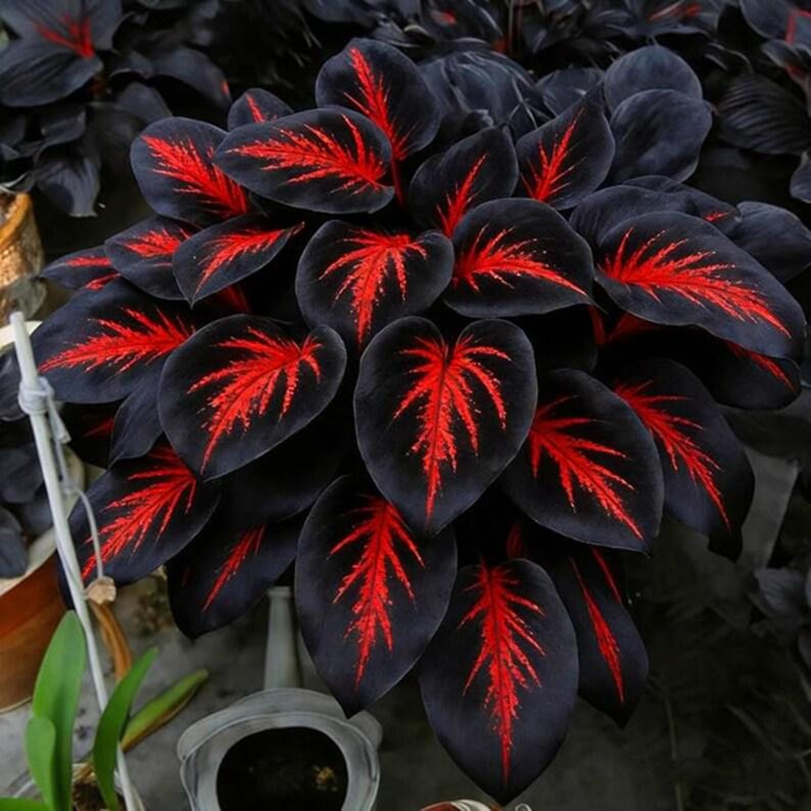 Red Black Hosta Seeds – Rare Shade Perennial - Etsy