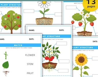 Feuille de travail sur les plantes pour enfants au format PDF avec 13 activités scientifiques imprimables. Pack d'apprentissage amusant sur les plantes pour l'école à la maison, la salle de classe et l'étude de la nature.