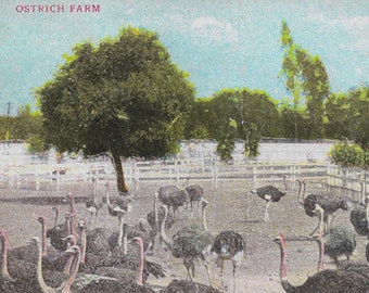 VINTAGE Post Card "Ostrich Farm" INSTANT Digital Download