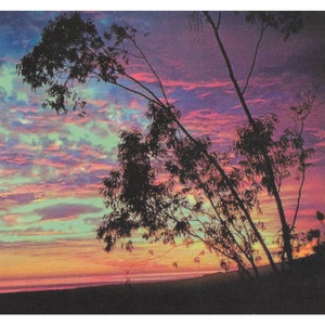 Vintage briefkaart "LAGUNA BEACH Eucalyptusbomen" INSTANT Digitale Download