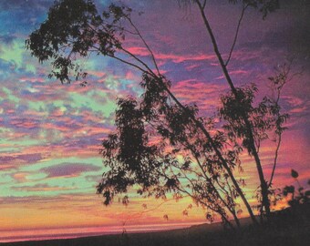 Vintage Post Card "LAGUNA BEACH Eucalyptus Trees" INSTANT Digital Download