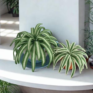 Peut inclure: Deux plantes crochetées avec des feuilles rayées vertes et blanches. La plus grande plante est dans un pot bleu, et la plus petite dans un pot orange. Les deux plantes sont sur une surface blanche, avec d'autres plantes en arrière-plan.