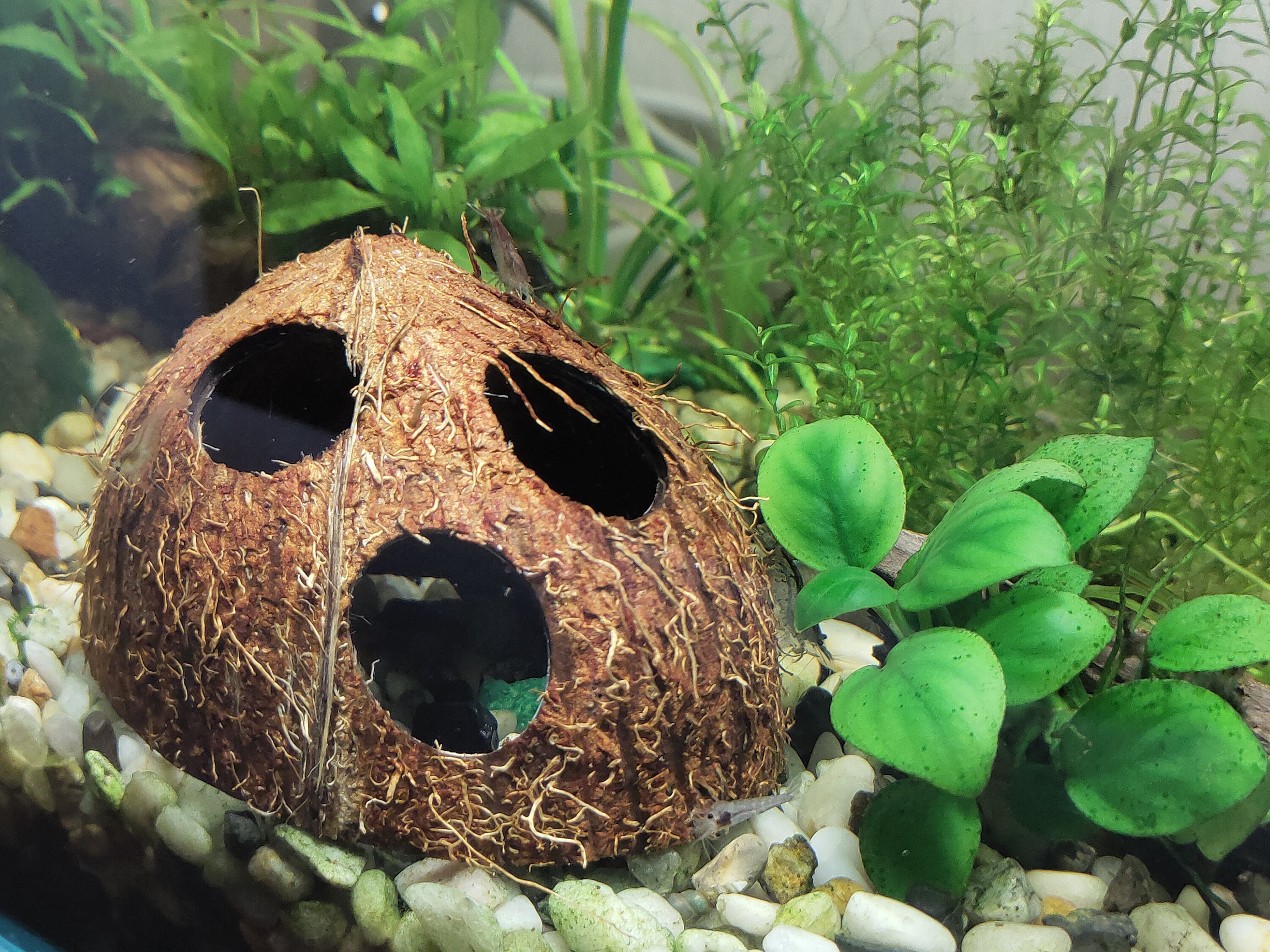 AQUARIUM DECORATION Coconut shell cave Aquarium decor Etsy