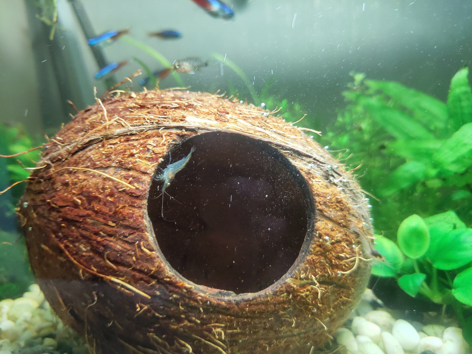 AQUARIUM DECORATION Coconut shell cave Aquarium decor Etsy