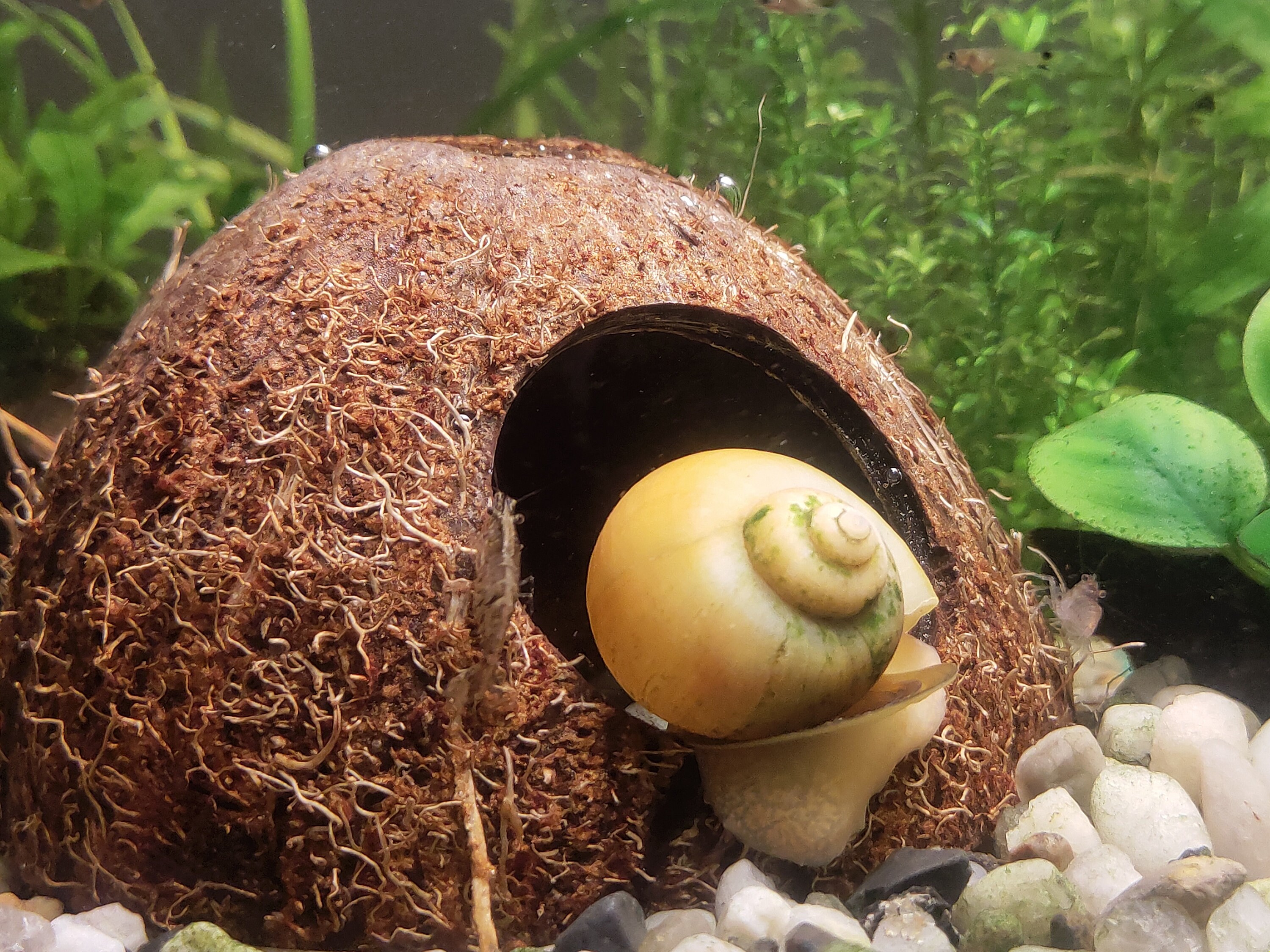 FISH TANK DECOR aquarium decoration Coconut shell cave Etsy