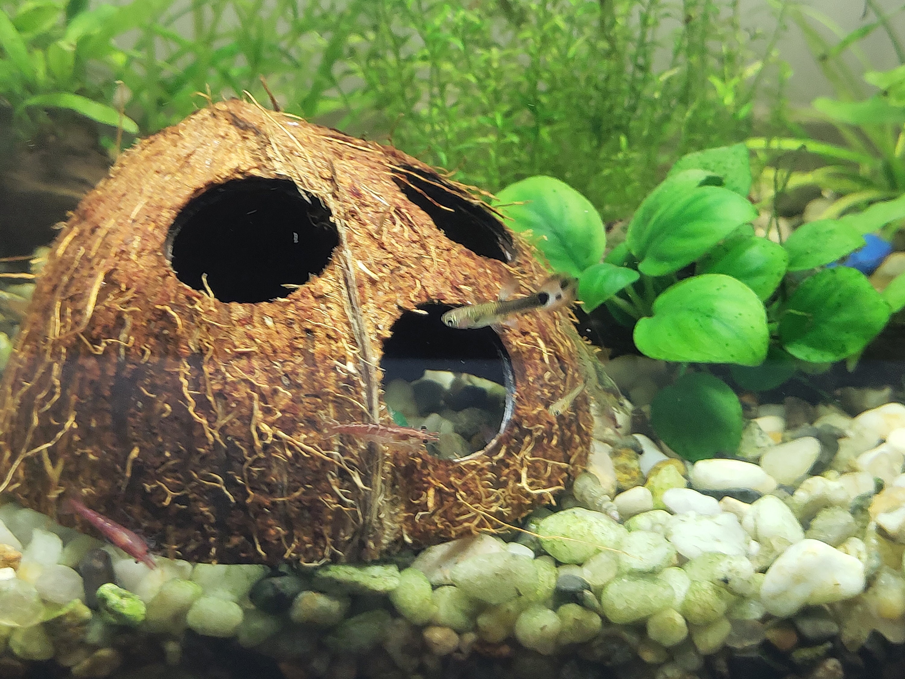 AQUARIUM DECORATION Coconut shell cave Aquarium decor Etsy