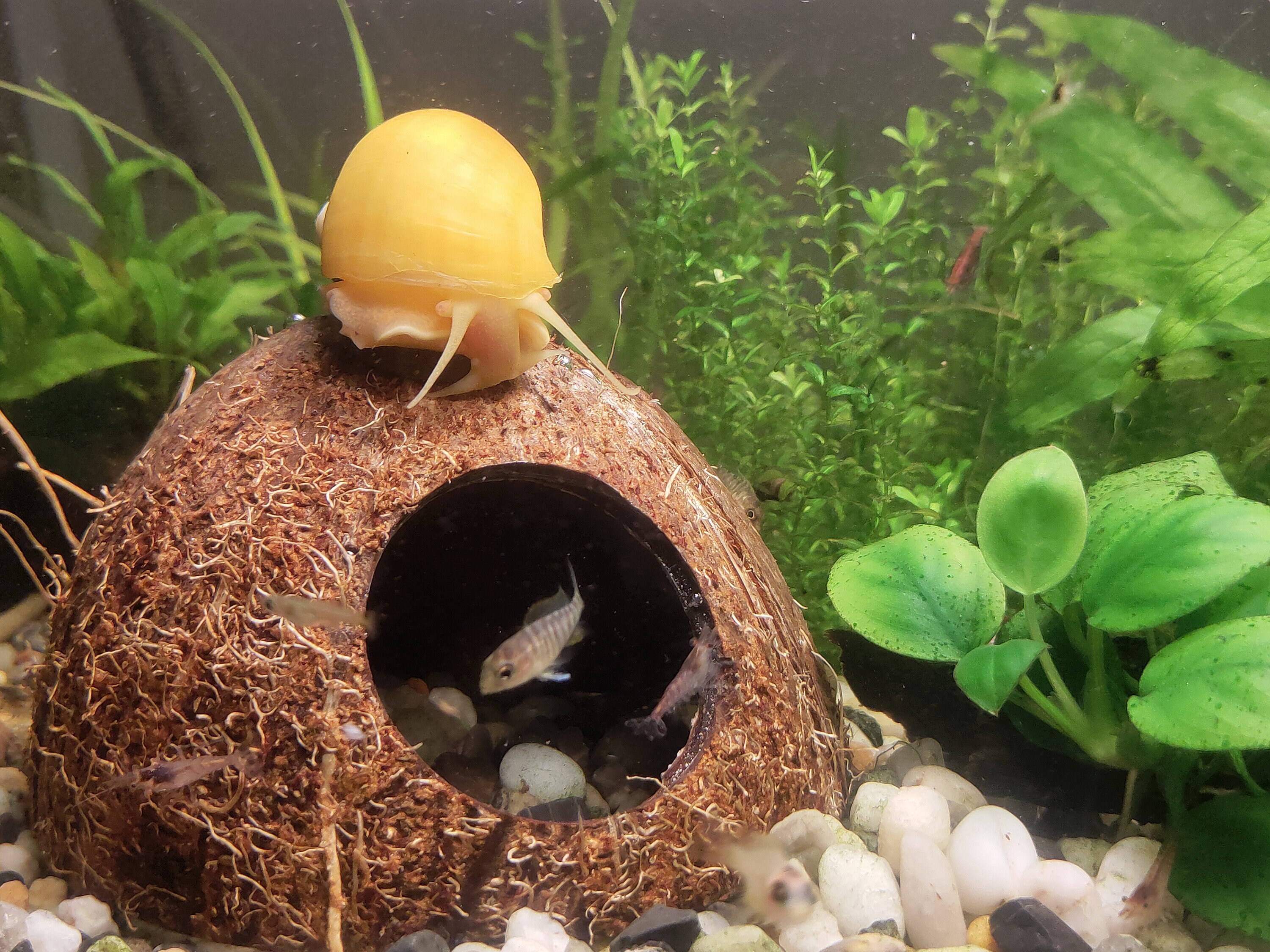 FISH TANK DECOR Aquarium Decoration Coconut Shell Cave Etsy