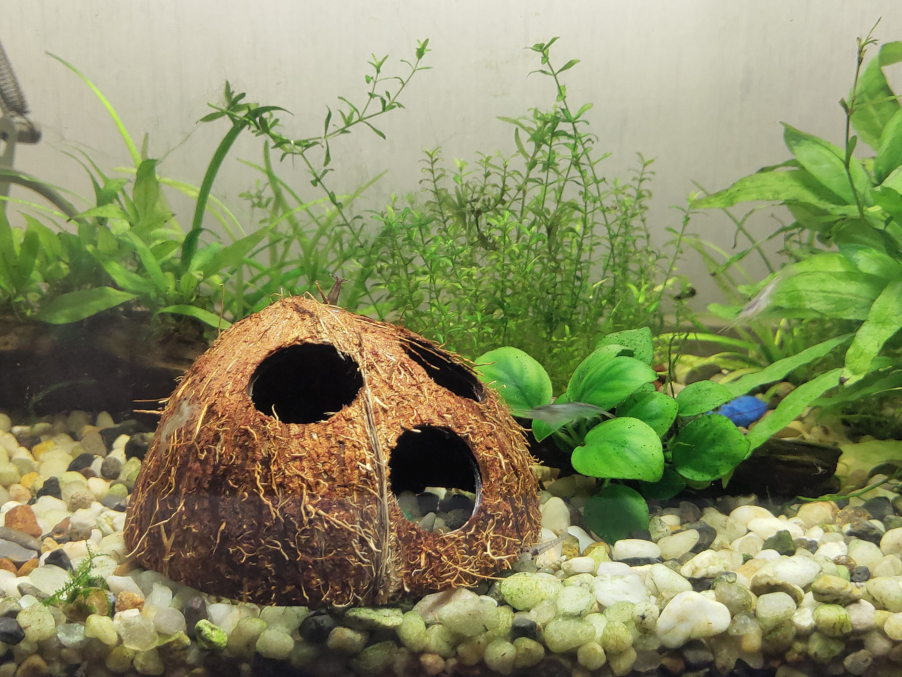 AQUARIUM DECORATION Coconut shell cave Aquarium decor Etsy
