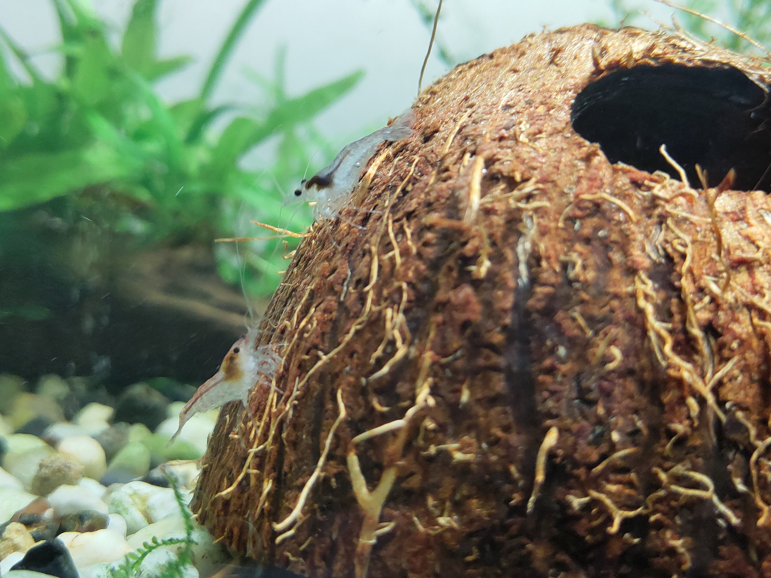 AQUARIUM DECORATION Coconut shell cave Aquarium decor Etsy