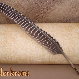 May include: A decorative feather quill pen with a dark brown and white striped pattern. The quill is resting on a scroll with the text "Federkram" in a gold colour.