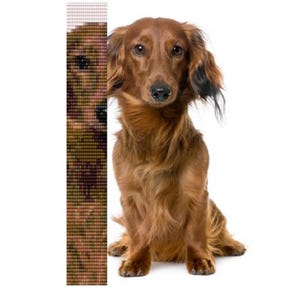 Op de afbeelding: Een langharige teckel met bruine vacht en zwarte accenten op de oren zit tegen een witte achtergrond. De hond heeft een lang lichaam, korte poten en een vriendelijke uitdrukking, typerend voor het ras.