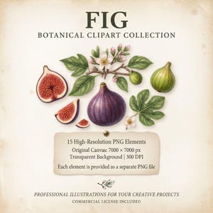 May include: A botanical clipart collection featuring fig illustrations. The text reads FIG BOTANICAL CLIPART COLLECTION, 15 High-Resolution PNG Elements, Original Canvas: 7000 x 7000 px, Transparent Background | 300 DPI, and PROFESSIONAL ILLUSTRATIONS.