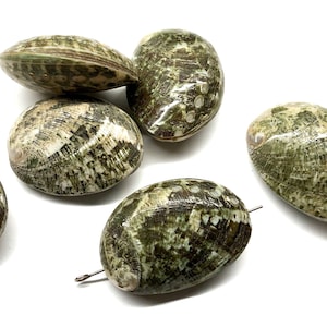 May include: Several oval-shaped, natural abalone shells with a mix of green, brown, and white patterns. The shells have a pearlescent sheen and are displayed against a white background. Some shells have small holes.