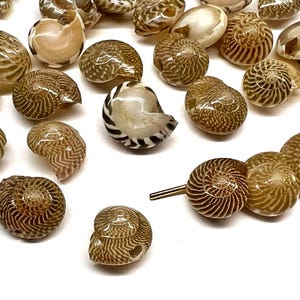 May include: A collection of small, spiraled sea snail shells featuring intricate brown and white striped patterns. Several shells are scattered loosely, while three are threaded onto a thin, metallic gold-toned wire, showcasing their natural texture and glossy finish.