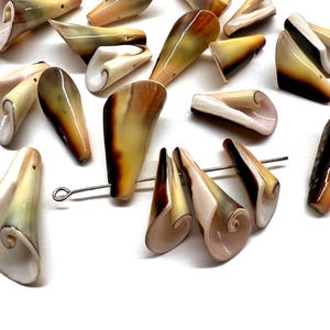 May include: A collection of polished cone-shaped seashells with smooth, glossy surfaces in shades of cream, tan, and dark brown. Several shells feature a spiral opening, and a silver-toned metal headpin is threaded through three of the shells.