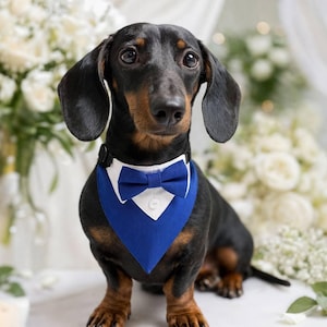 Puede incluir: Un perro salchicha negro y canela con un pañuelo azul y blanco estilo esmoquin con pajarita. El perro está sentado frente a un fondo borroso de flores blancas y vegetación.