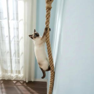 Könnte beinhalten: Eine Siamkatze klettert an einem dicken Seil aus Naturfaser an einer Wand hoch. Die Katze hat blaue Augen und einen cremefarbenen Körper mit dunkleren braunen Punkten. Das Seil ist hellbraun und oben befestigt.