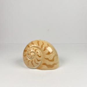 Peut inclure: Un salière en céramique en forme de coquillage. Le salière est de couleur beige clair avec des motifs tourbillonnants bruns plus foncés. La coquille a une finition brillante et trois petits trous sur le dessus pour distribuer le sel. Le design rappelle une coquille de nautile.