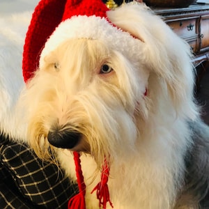 Dog Santa Hat