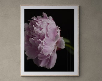 close up flower photo, botanical art print, pink peony print, chic flower art, romantic flower print, wall art for living room, pink flower