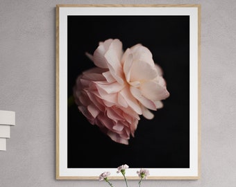 pink ranunculus art, pink floral art, wall art for bedroom, flower photograph, pretty floral decor, girls room decor, romantic floral print