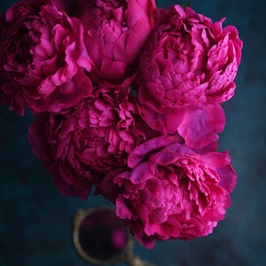 May include: A bouquet of five vibrant magenta peonies arranged in a cluster. The peonies are in full bloom, with their petals overlapping and creating a soft, rounded shape. The flowers are set against a deep blue background.