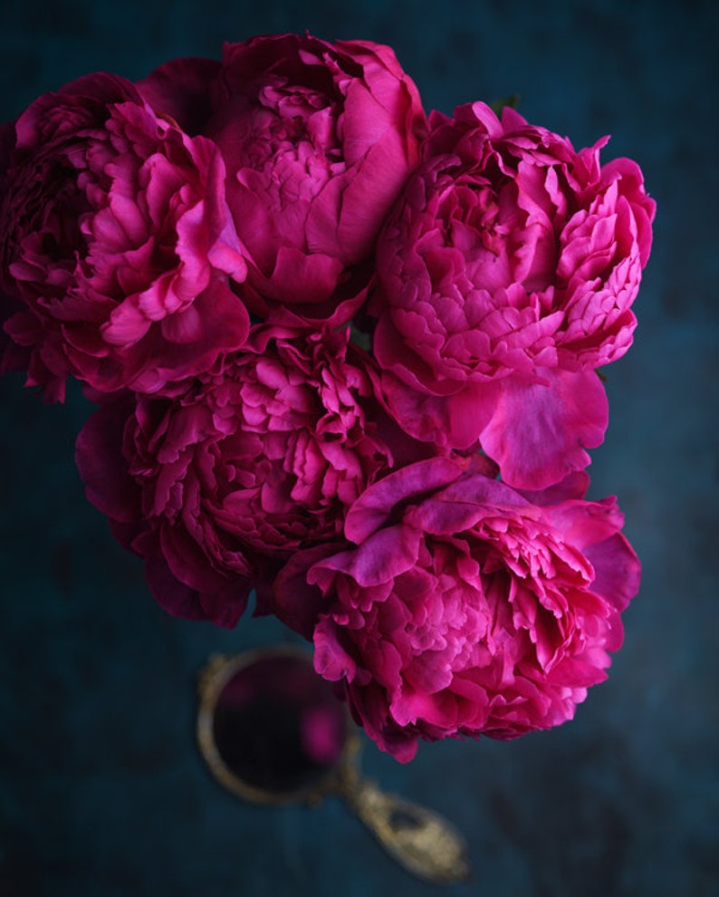 May include: A bouquet of five vibrant magenta peonies arranged in a cluster. The peonies are in full bloom, with their petals overlapping and creating a soft, rounded shape. The flowers are set against a deep blue background.