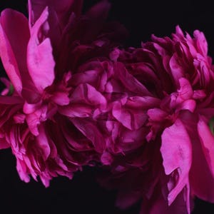 May include: Close-up of two vibrant magenta peony flowers against a black background. The petals are layered and textured, with varying shades of pink and magenta. The image highlights the flowers' delicate details.