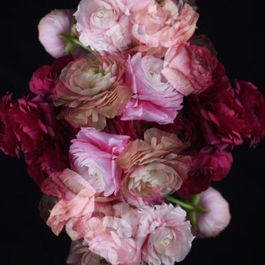 May include: A bouquet of pink and burgundy ranunculus flowers arranged in a symmetrical pattern. The flowers are in full bloom and have a delicate, layered appearance.