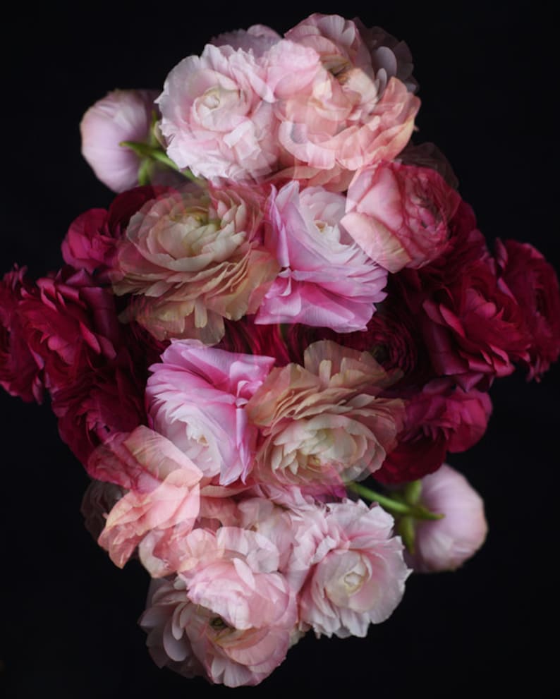 May include: A bouquet of pink and burgundy ranunculus flowers arranged in a symmetrical pattern. The flowers are in full bloom and have a delicate, layered appearance.