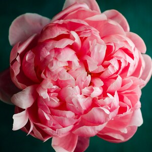 K&ouml;nnte beinhalten: Nahaufnahme einer einzelnen rosa Pfingstrose mit vielen Bl&uuml;tenbl&auml;ttern. Die Blume ist scharf und der Hintergrund ist dunkelgr&uuml;n.