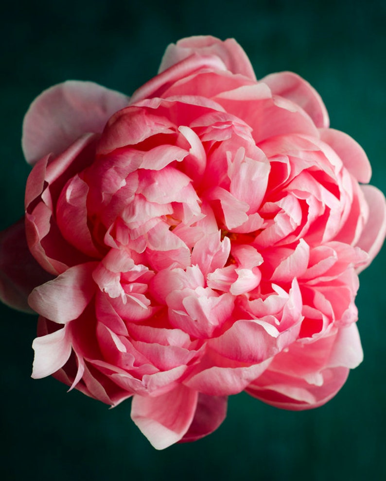 K&ouml;nnte beinhalten: Nahaufnahme einer einzelnen rosa Pfingstrose mit vielen Bl&uuml;tenbl&auml;ttern. Die Blume ist scharf und der Hintergrund ist dunkelgr&uuml;n.