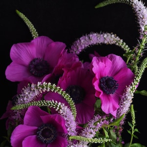 May include: A bouquet of vibrant pink and purple anemones with delicate white and green sprigs.