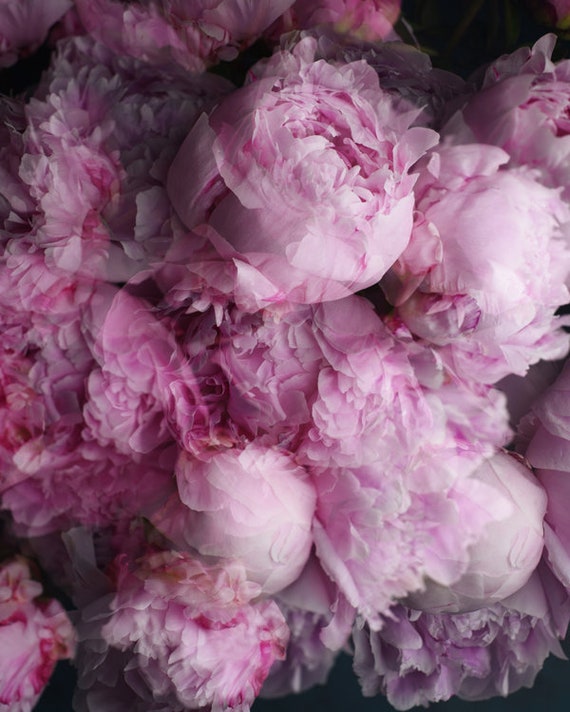 abstract peony art, peony photograph, pink flower art, floral wall art, abstract floral print, romantic art print, floral bedroom art