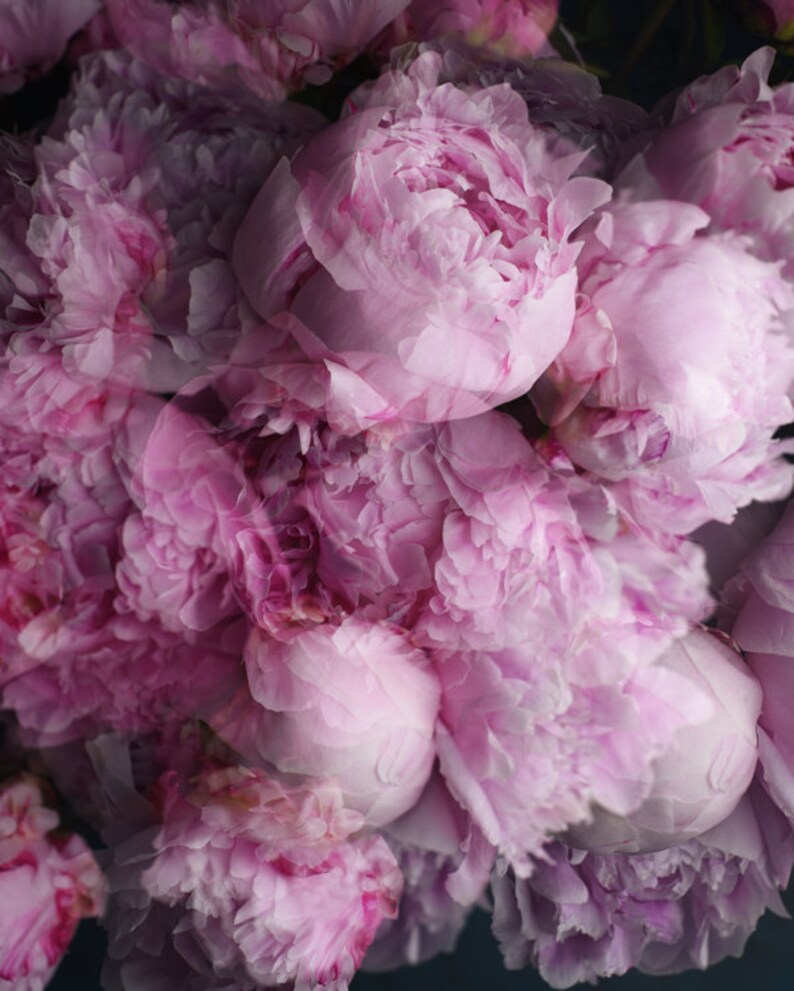 K&ouml;nnte beinhalten: Nahaufnahme eines Strau&szlig;es rosa Pfingstrosen. Die Bl&uuml;ten sind in voller Bl&uuml;te, mit Schichten aus weichen, ger&uuml;schten Bl&uuml;tenbl&auml;ttern. Die Farbpalette ist eine Mischung aus hellen und dunklen Rosat&ouml;nen, die eine romantische und zarte &Auml;sthetik erzeugt.
