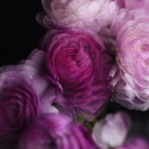 abstract flower photo, ranunculus art, dark floral art, romantic wall art, art print bedroom, moody floral wall art, floral living room