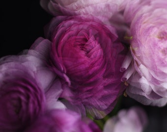 abstract flower photo, ranunculus art, dark floral art, romantic wall art, art print bedroom, moody floral wall art, floral living room