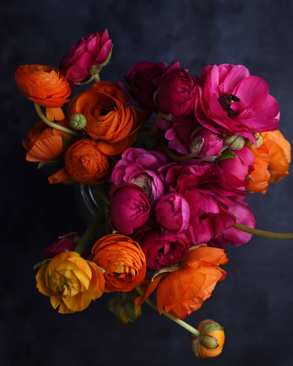 flower art print, dark floral art, ranunculus art print, botanical art, floral living room, art print for bedroom, flower photograph,