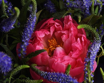 Fotografía de peonía, arte mural romántico, arte mural floral, foto de flores, flor rosa, decoración de habitación de niña, arte floral para guardería, arte de peonía coral