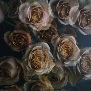 abstract rose print, flower photography, dark floral art, romantic wall art, art print bedroom, moody floral wall art, floral living room,