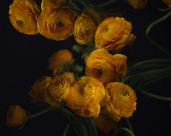 abstract yellow art, flower photograph, yellow floral print, art for bedroom, dark floral art, botanical art print, moody floral art,