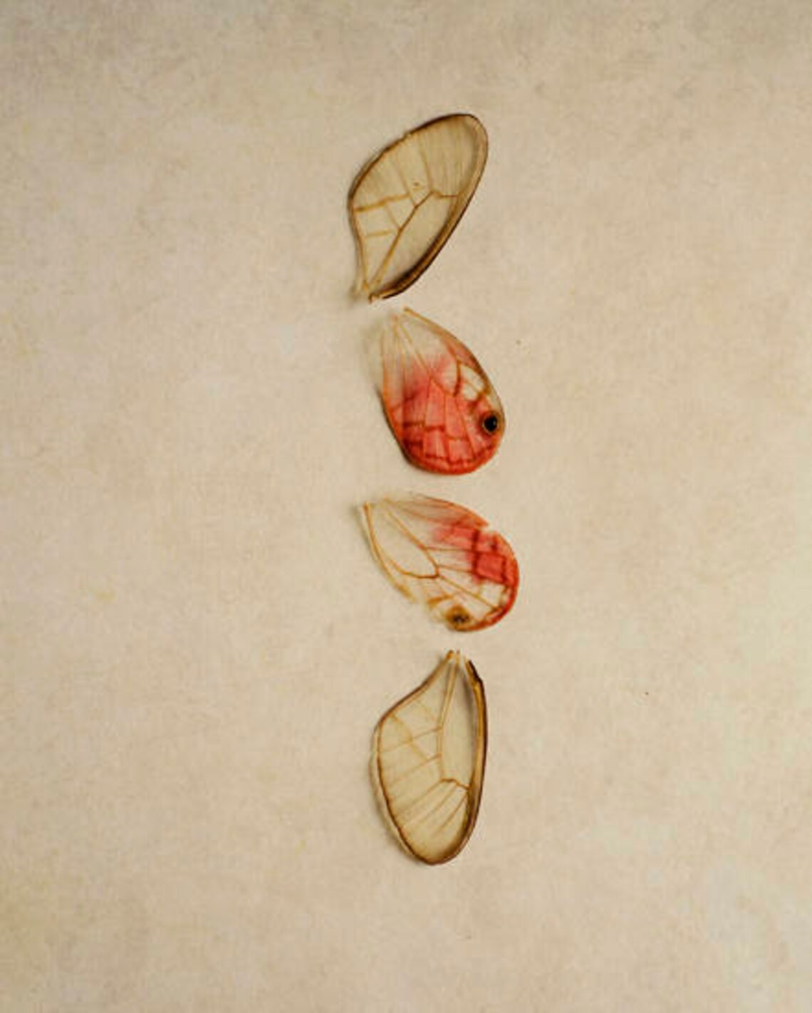 Wing Art Print Insect Wall Art Gold Decor Insect Nursery Etsy