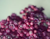 red flowers, flower photography, botanical art print, mint green , winter decor, nature art print, fine art photo, floral home decor