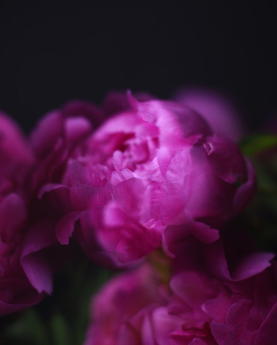 peony photograph, abstract floral art, dark floral print, dark pink flower print, girls room decor, dark wall art, abstract peony print